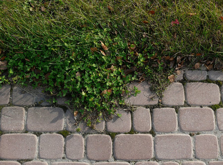 plant 01