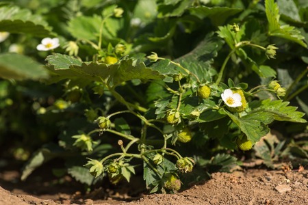 bushes of strawberries blooming in the garden. close-upの写真素材