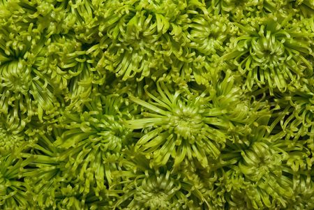 Beautiful green chrysanthemum flower autumn vivid backgroundの写真素材