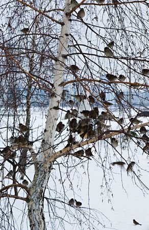 A flock of sparrows sitting on the branches of a birchの写真素材