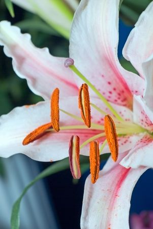 large pink lily growing in the gardenの写真素材