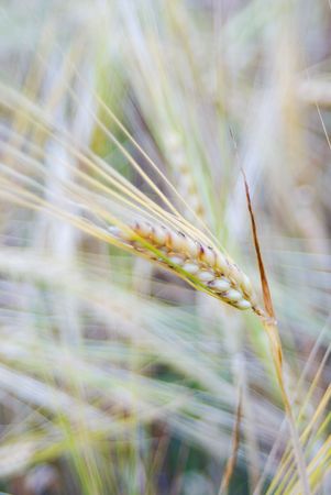 mature wheat spikesの写真素材