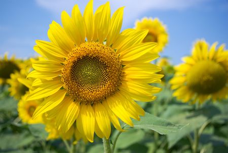 Yellow sunflowers and blue skyの写真素材