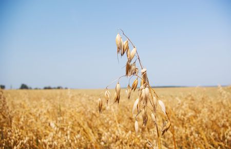 Ripened spikes of wheat field against a clear blue sky の写真素材