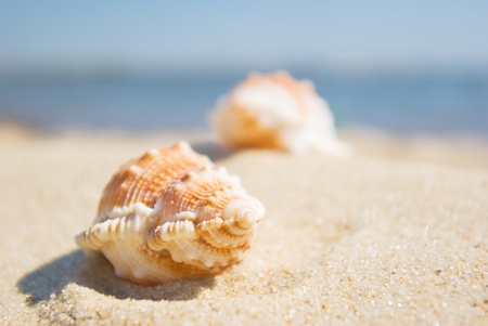 Shell in the sand at the beach, focus on the shell.の写真素材