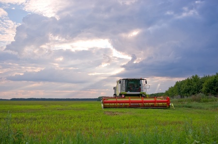 Big  combine working on the Wheat fieldの写真素材