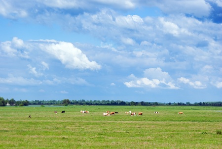 Cows in a beautiful dandelion covered field.の写真素材