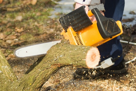 Man with chainsaw cutting the tree の写真素材