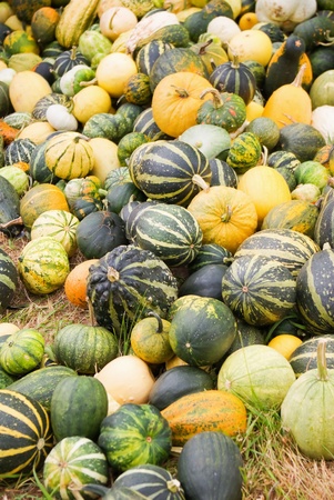 Vegetables Harvest of all kinds of pumpkinsの写真素材