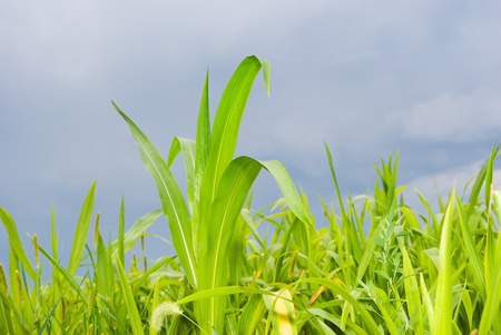 corn field under a sky of storm cloudsの写真素材