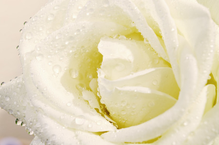 Fragile white rose with water dropsの写真素材