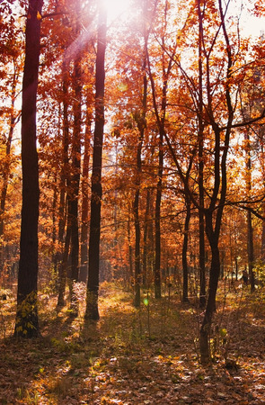 autumn forest on a sunny clear dayの写真素材