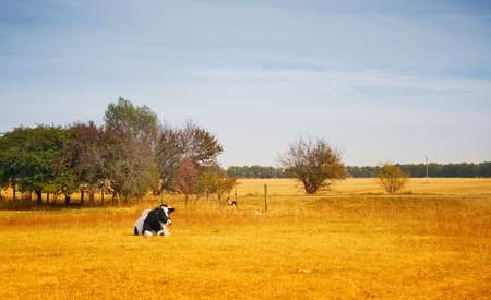Lonely cow in a dry summer fieldの写真素材