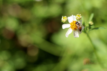 Bidens Pilosa is a white flower with yellow stamens, sucking bee pollen as a medicinal plant.