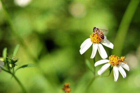 Bidens Pilosa is a white flower with yellow stamens, sucking bee pollen as a medicinal plant.の写真素材
