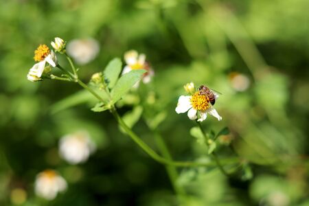 Bidens Pilosa is a white flower with yellow stamens, sucking bee pollen as a medicinal plant.の写真素材