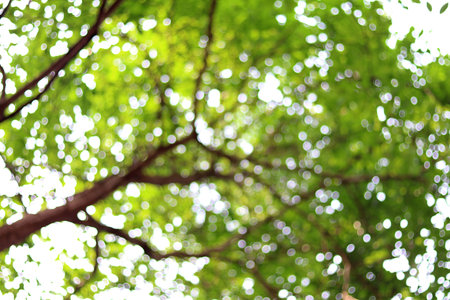 Blur the white bokeh from the sun shining down on the trees in the garden, outdoors, green nature in...
