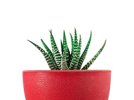 Close up of cactus Succulent, Green texture with white stripes, in small pot Plant it to decorate the room. Plants in the room, isolated on a white backgroundの写真素材