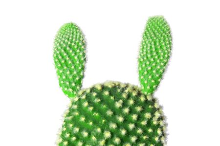 Cactus Rabbit Ears, Small Summer Plants, Spiky Green, Prickly Green, Close-up View, Isolated on White Backgroundの写真素材