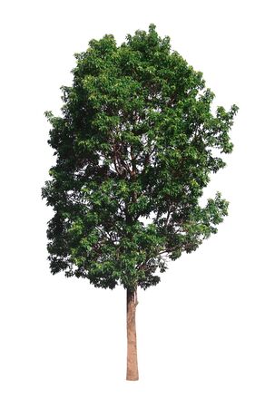Large tropical trees, beautiful in nature Used for architecture or advertisement design and websites. Isolated on white backgroundの写真素材