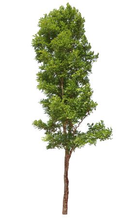Large tropical trees, beautiful in nature Used for architecture or advertisement design and websites. Isolated on white backgroundの写真素材