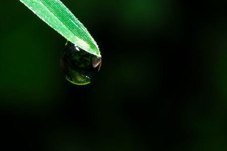 Clear rain droplets on green leaf, beautiful sparkling, close-up macro, Natural background.