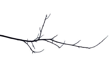 Dry branches Cracked dark crust Part of the tree beautiful from the forest Isolated on white backgroundの写真素材