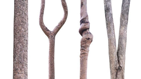 set tree trunk  used for design Isolated on white backgroundの写真素材