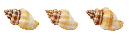 Collection of one seashell from different perspectives. isolated on a white background.