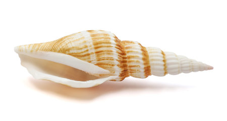 one sea shell isolated on a white background.