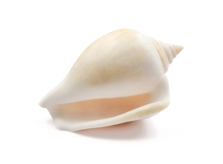 one sea shell isolated on a white background.