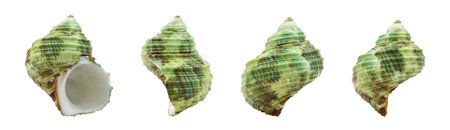 Collection of green seashells from different perspectives. isolated on a white background.