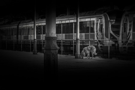 Black and White capture of a dog searching food at Terminalの写真素材
