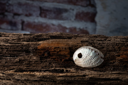 Shiny white sea shell on old wooden logの写真素材