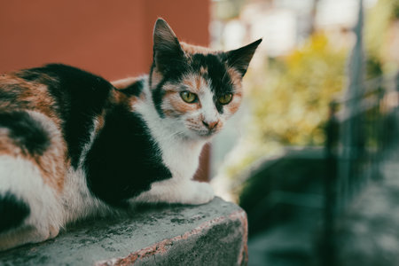A calm calico cat rests on a stone ledge, bathed in warm daylight. Its focused gaze and detailed fur...