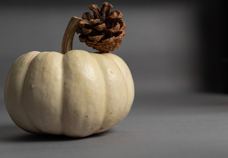 A small white pumpkin holds a pine cone on its curved stem, illuminated by soft directional light on a smooth gray studio backdrop, creating a clean, minimal, autumn-inspired stillの写真素材
