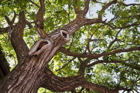 Big tree seen from bottom in an Italian parkの写真素材