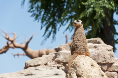 Meerkat standing on a rock to lookout for predatorの写真素材