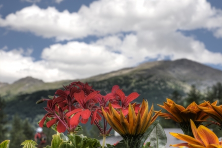 Alpine flowers in an italian alpsの写真素材