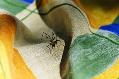 Uninvited guest on a  tablecloth of packed lunch