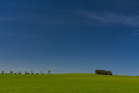 Minimalist image of a cereal field, some trees in a row at background and a group of holm oaks under a blue skyの写真素材