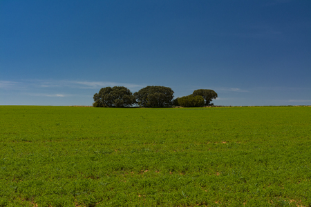 Minimalist image of a cereal field and a group of holm oaks under a blue skyの写真素材