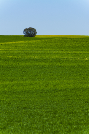 Cereal fields with a holm oak at backgroundの写真素材