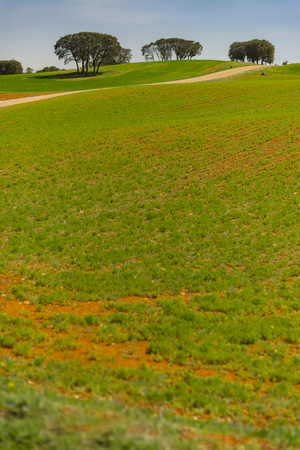 Some holm oaks in the cereal fieldsの写真素材