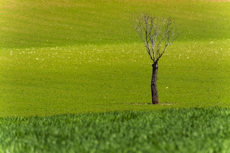 One dead tree between green cereal fieldsの写真素材