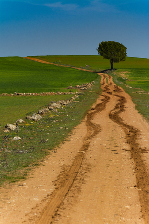 Some treads on a track between cereal fieldsの写真素材