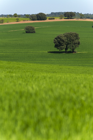 Some cereal fields, lonely trees and a trackの写真素材