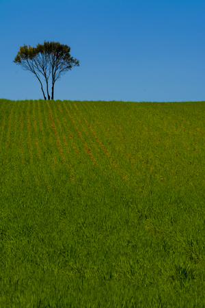 Minimalist image of a cereal field and a holm oak under a blue skyの写真素材