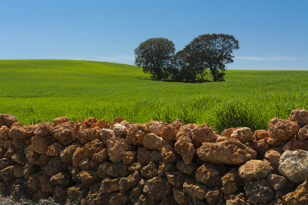 Some holm oaks in a cereal field protected by a stone wallの写真素材