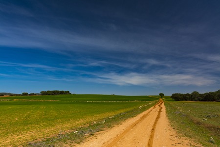 A track between cereal fields with some holm oaks under a blue skyの写真素材